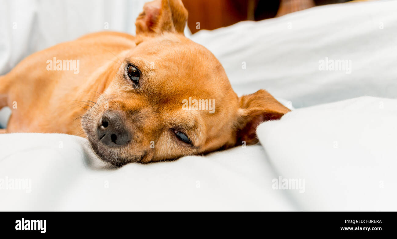 Tan chihuahua dog laying down and looking at the camera Stock Photo