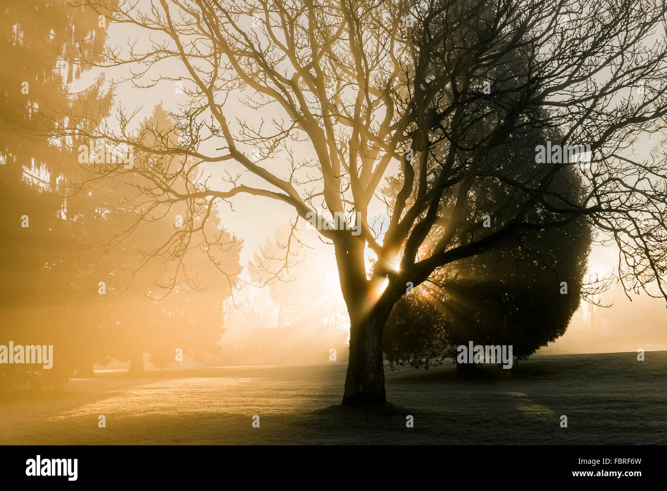 Fog Beams High Resolution Stock Photography and Images Alamy