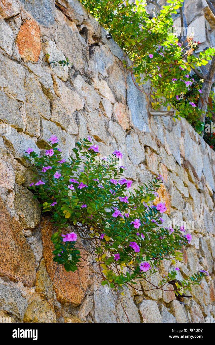 Best Plants For Rock Walls