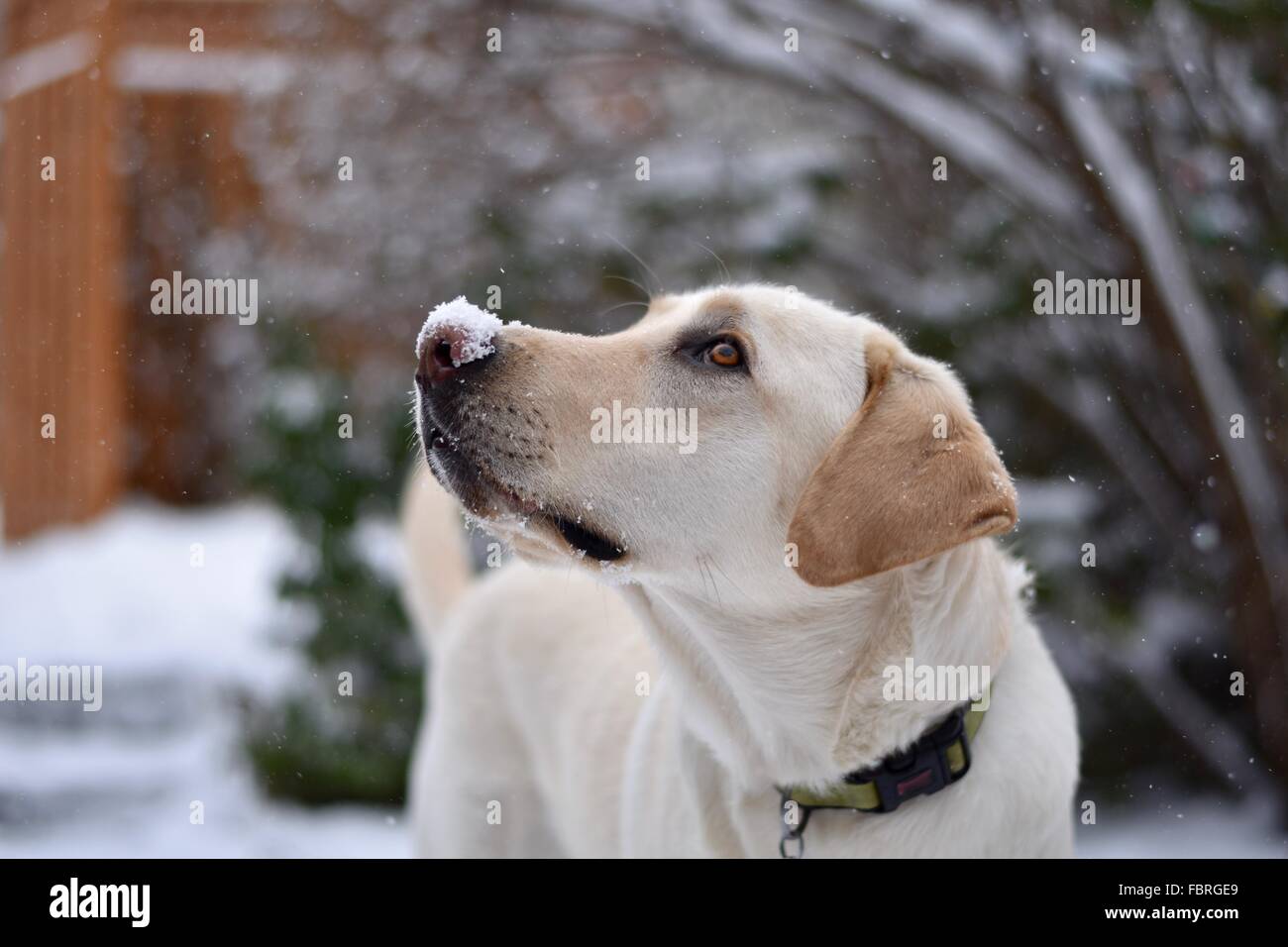 A Handsome Labrador Retriever Looking up at the Falling Snow Stock