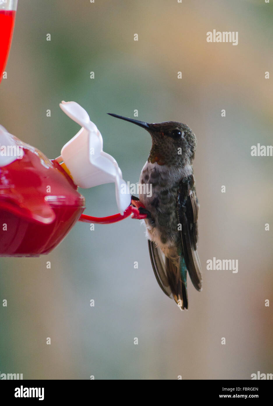 hummingbird sitting on feeder Stock Photo Alamy