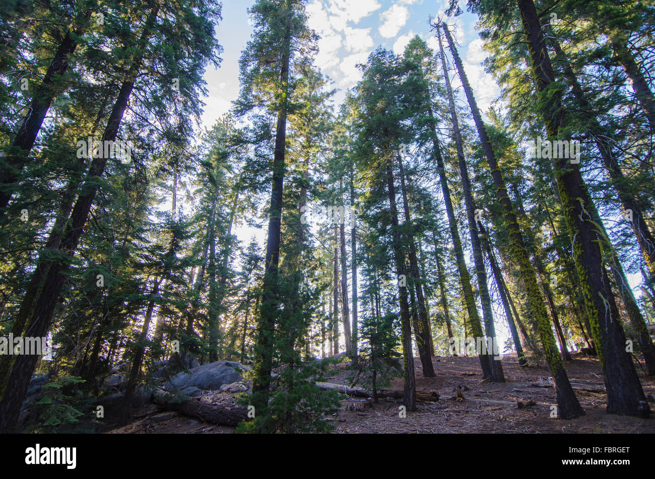 Sequoia trees in Sierra Nevada, CA, USA Stock Photo