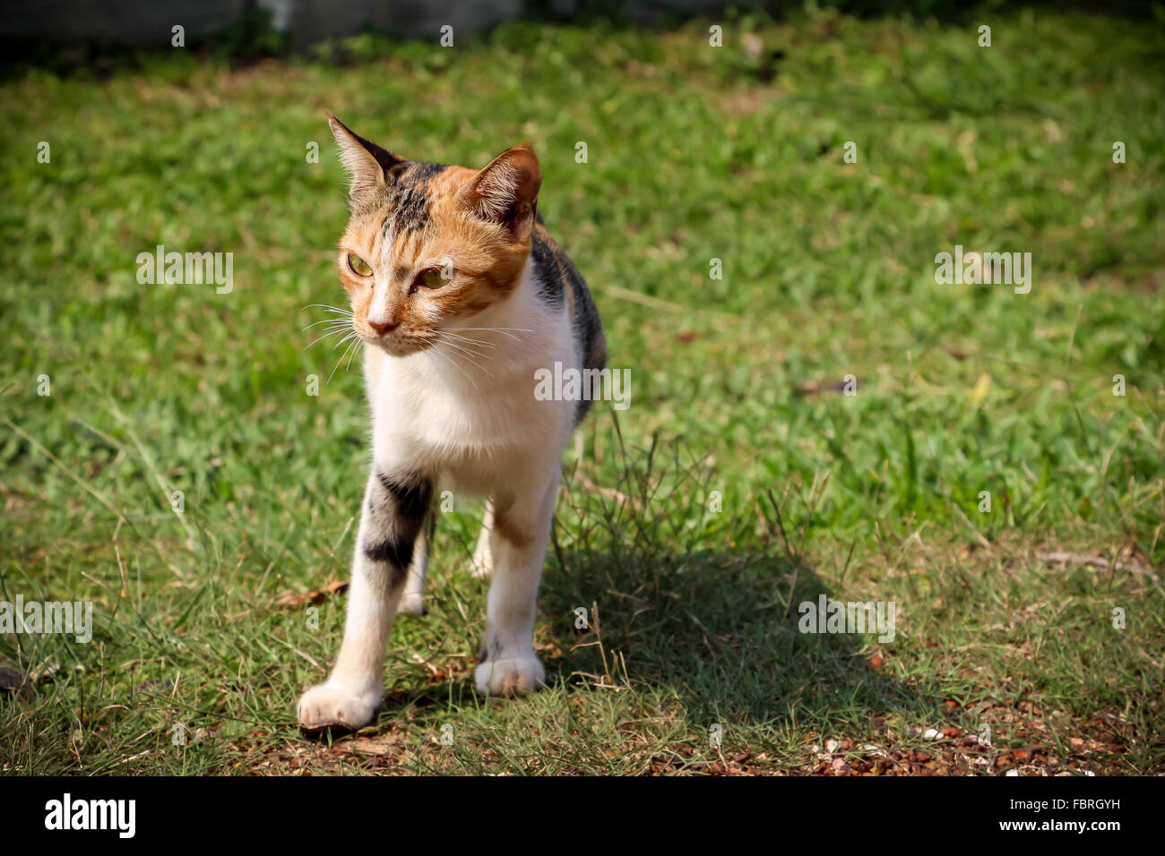 A cat stalking its prey diligently Stock Photo - Alamy
