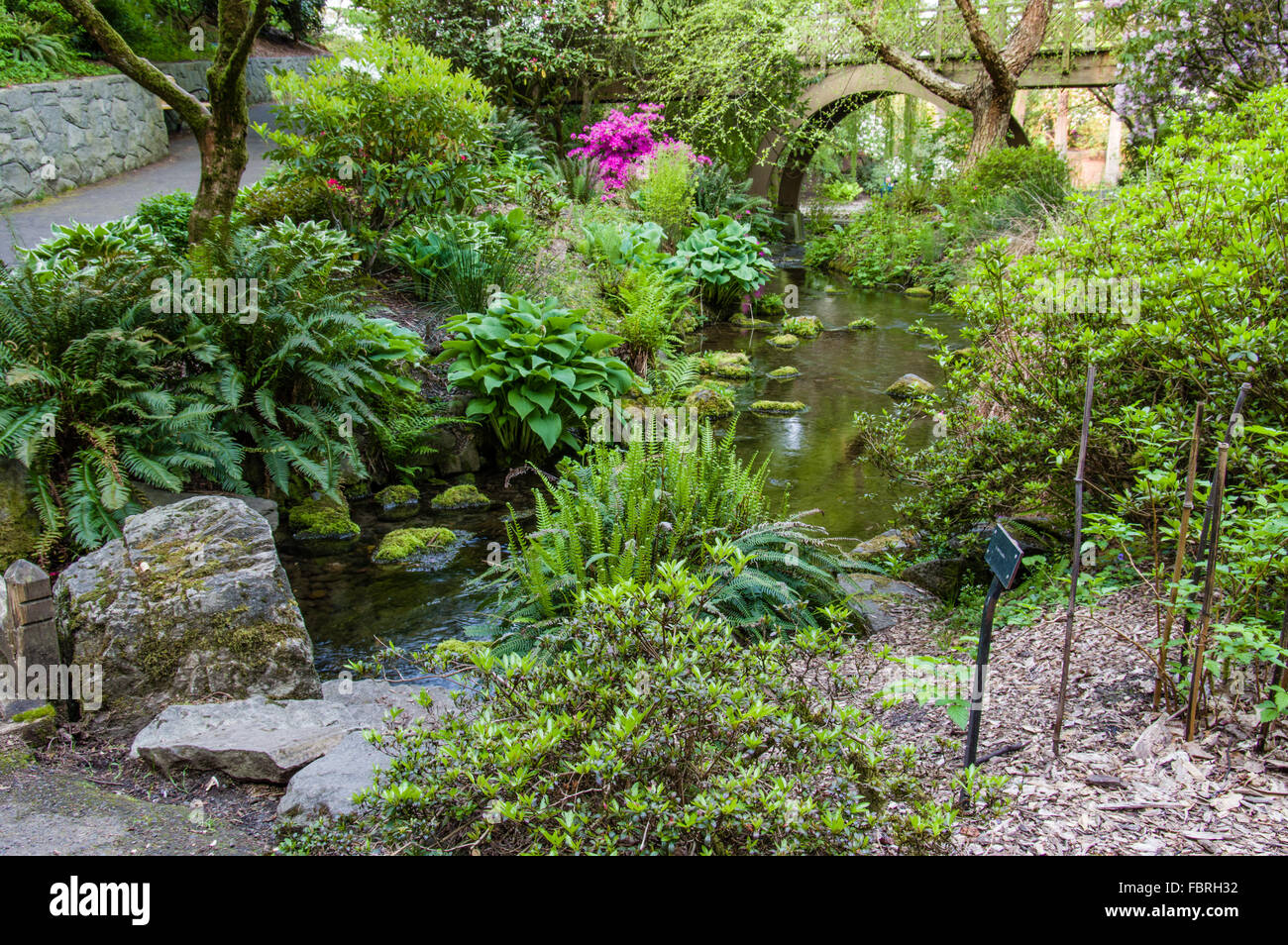 Stream running through Crystal Springs Rhododendron Garden, Portland, Oregon Stock Photo Alamy