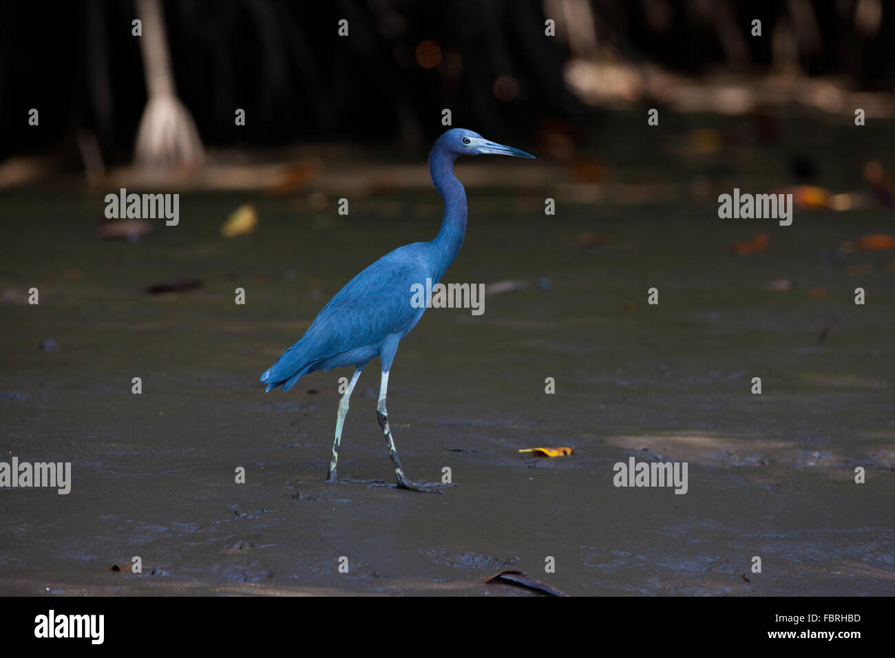 Little Blue Heron in the mangrove forest at low tide in Golfo de Montijo, Pacific coast, Veraguas province, Republic of Panama. Stock Photo