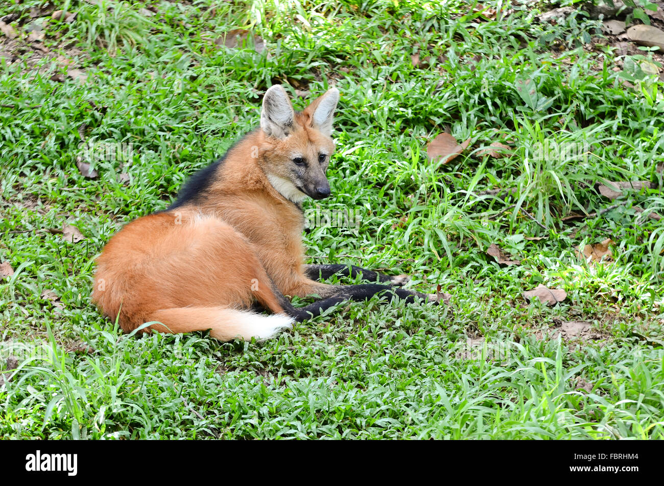 maned wolf lay down on grass Stock Photo