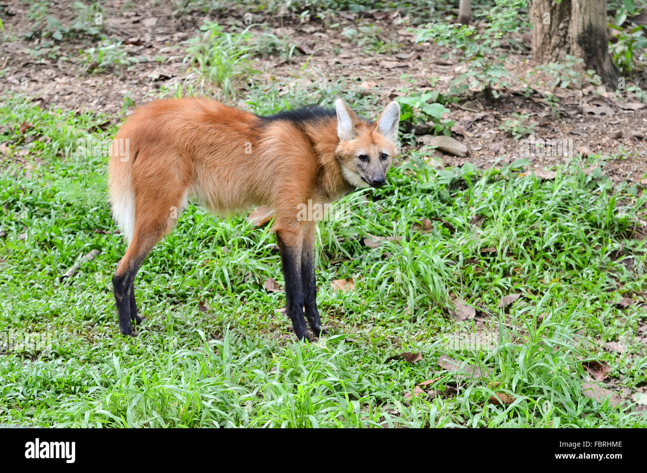maned wolf stand on grass Stock Photo