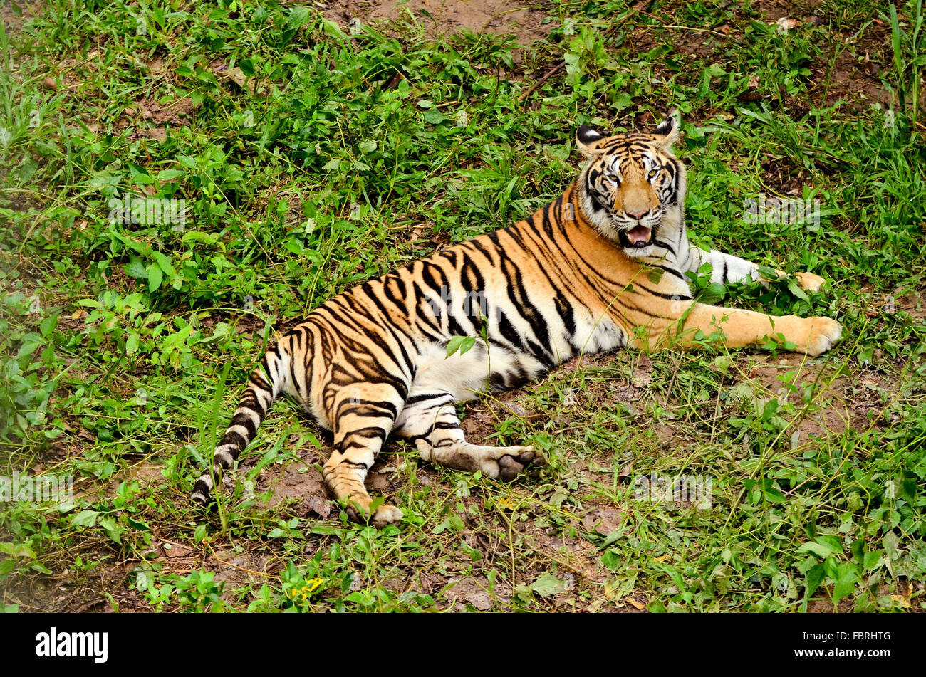 Канха индия. The bengal tiger hide in tall grass. The bengal tiger hide in tall grass. Fact file о животных. Тигрица.