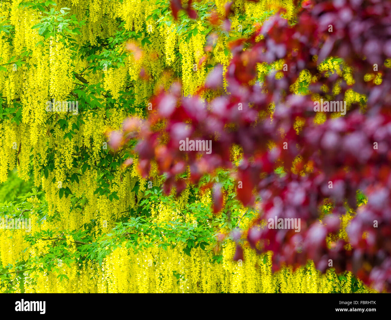 Golden Chain Tree, (Laburnum Anagryroides) on Vancouver Island Stock
