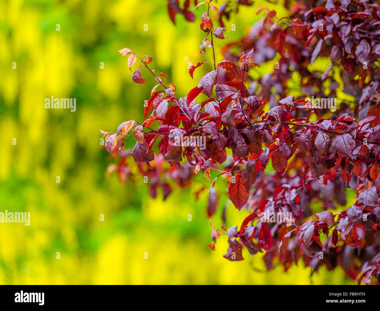 Golden Chain Tree, (Laburnum Anagryroides) on Vancouver Island Stock