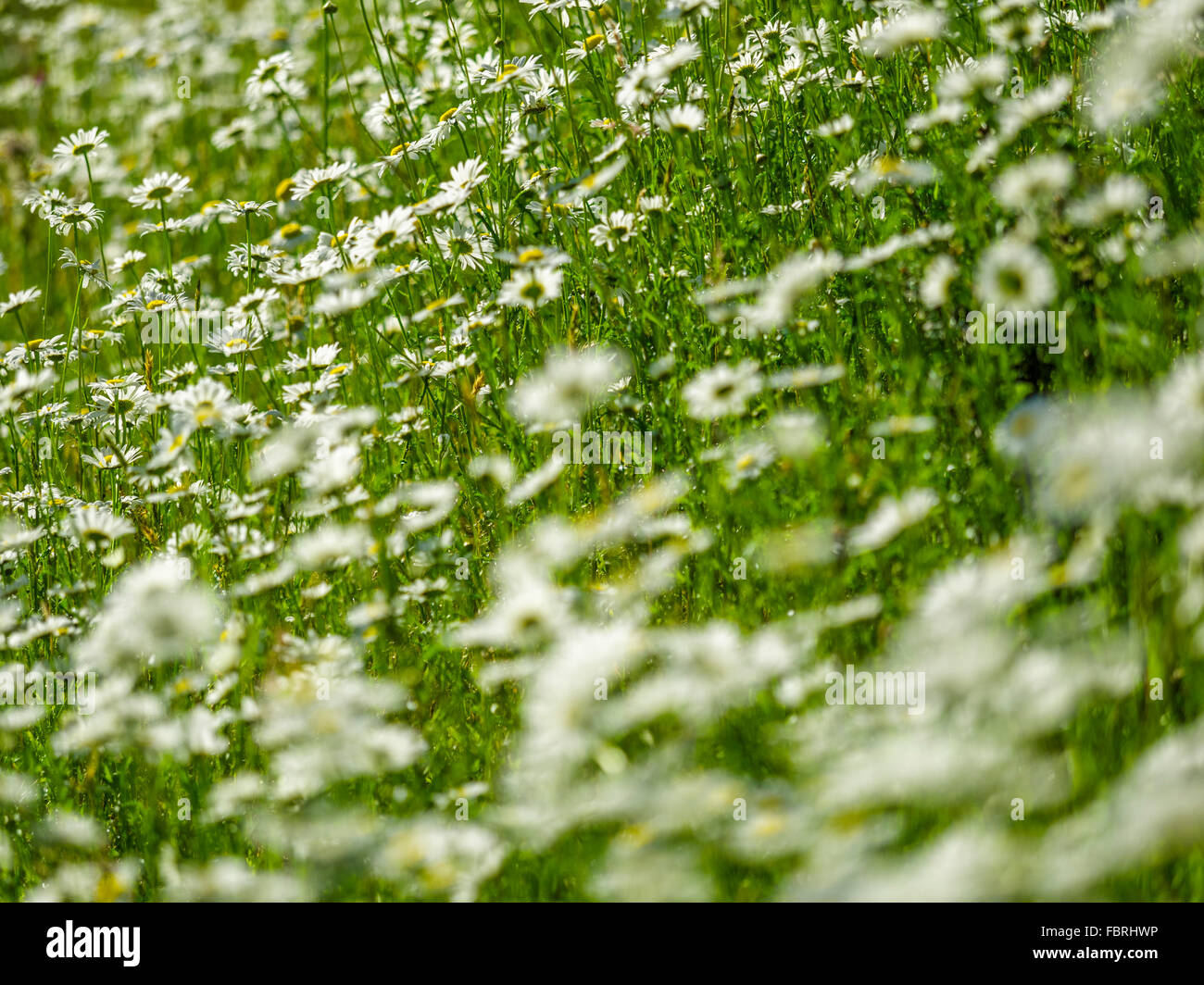 Wild daisy field on Vancouver Island, Canada Stock Photo