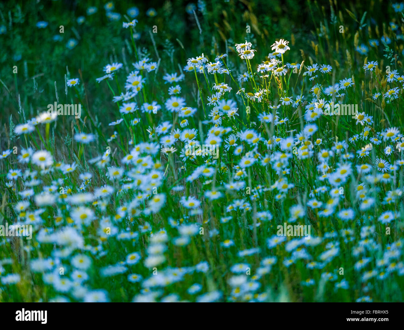 Daisy flowers, Vancouver Island, Canada Stock Photo