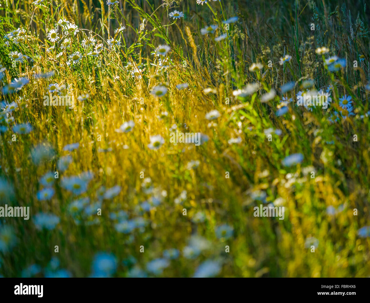 Tall grass on Vancouver Island, Canada Stock Photo