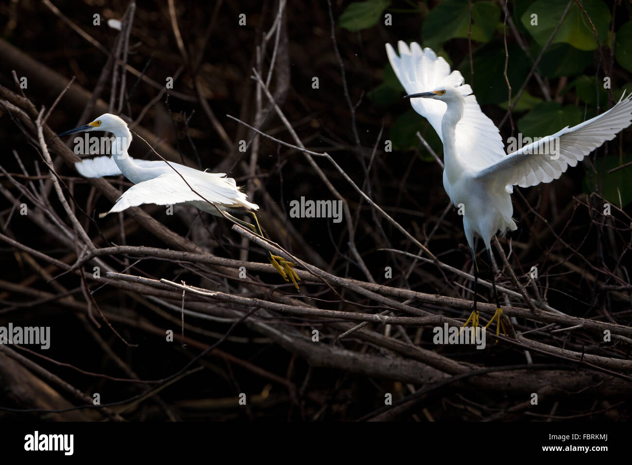 Snowy Egrets, Egretta thula, in the mangrove forest at Coiba national park, Pacific ocean, Veraguas province, Republic of Panama. Stock Photo