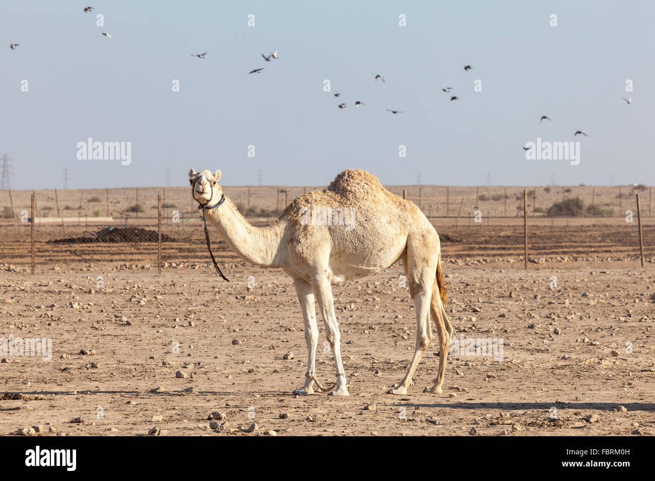Camel in Qatar Stock Photo