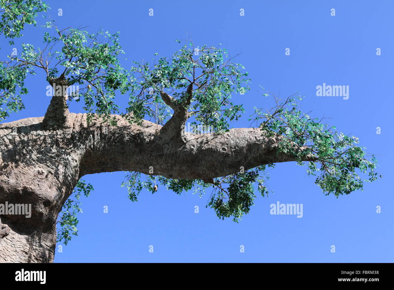 Tree hill pine sunlight hi-res stock photography and images - Alamy