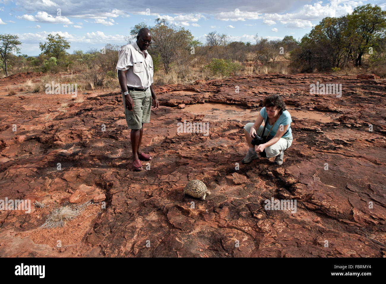 Guide shows a turtle to traveler in Waterberg Plateau Park, Namibia Stock Photo