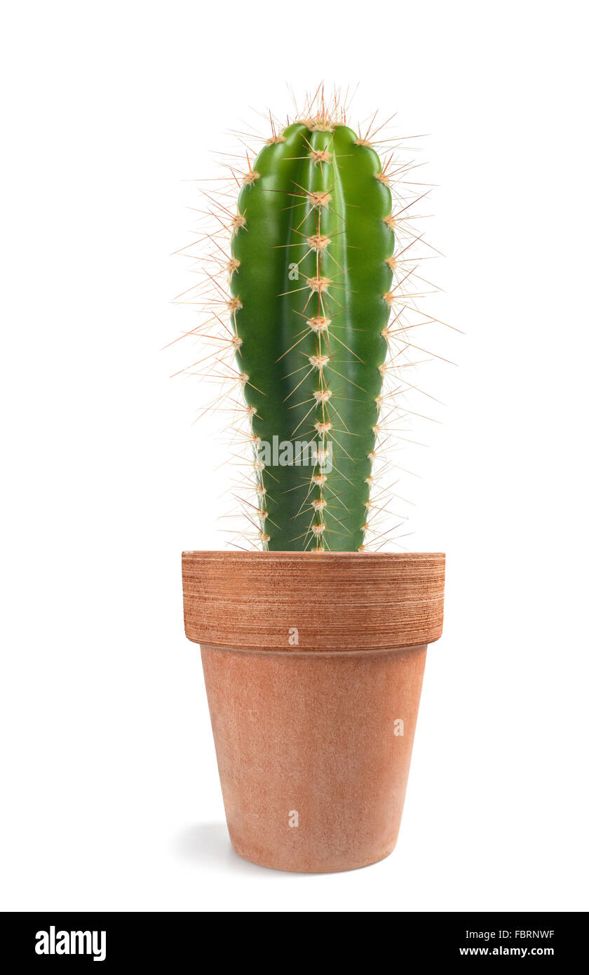 Potted  cactus isolated on white background Stock Photo