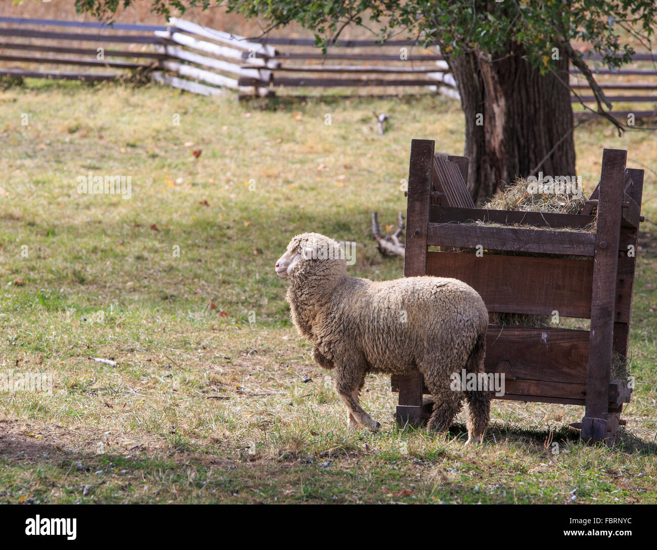 Single sheep n a fenced in field. Stock Photo