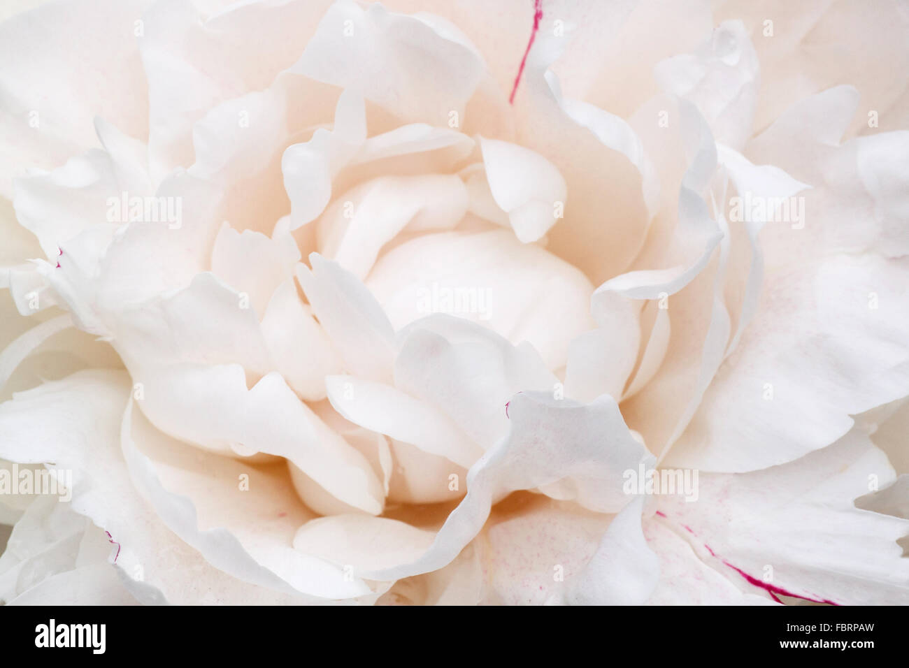 close up of white peony flower Stock Photo