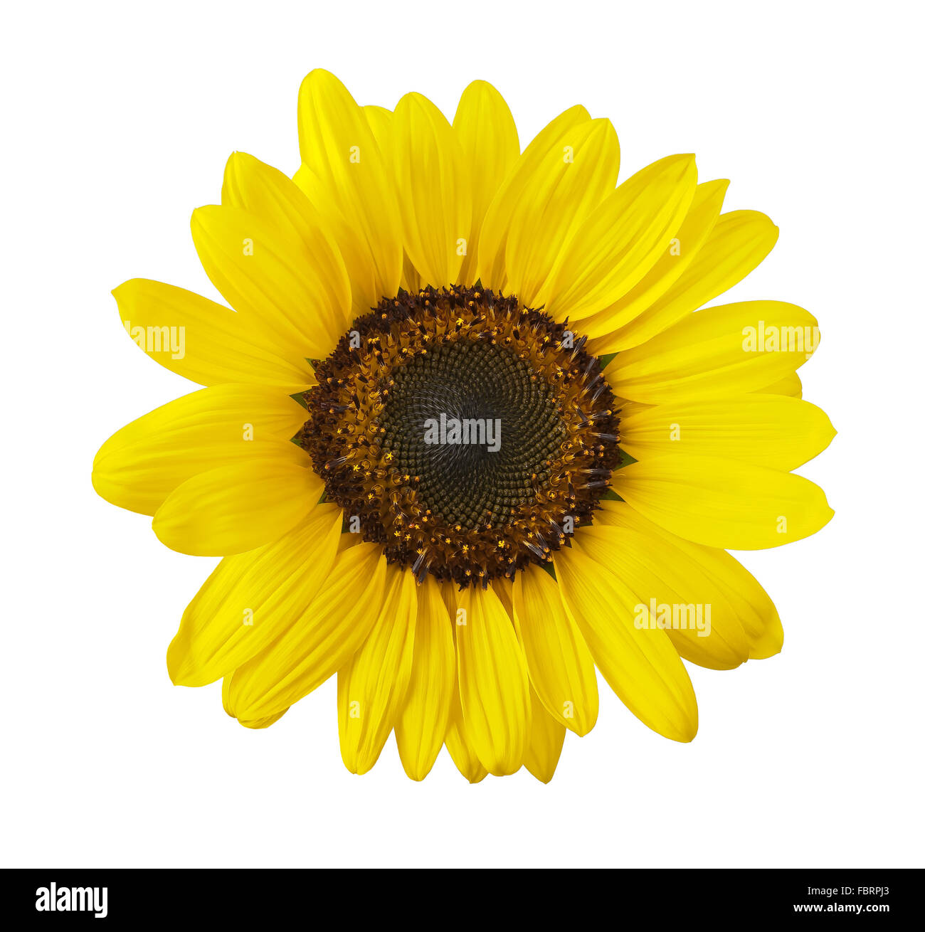 sunflower head isolated on white background Stock Photo - Alamy