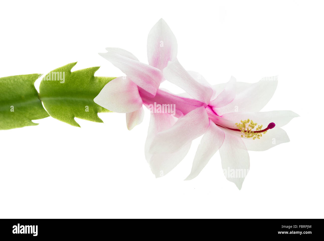 Christmas cactus - zygocactus isolated on white background. Stock Photo