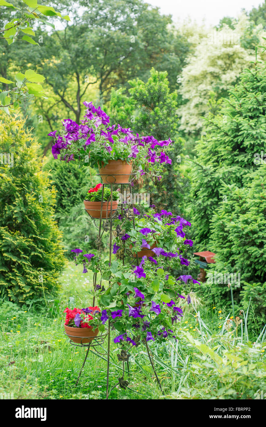 Shelves with flowers of petunia Stock Photo - Alamy