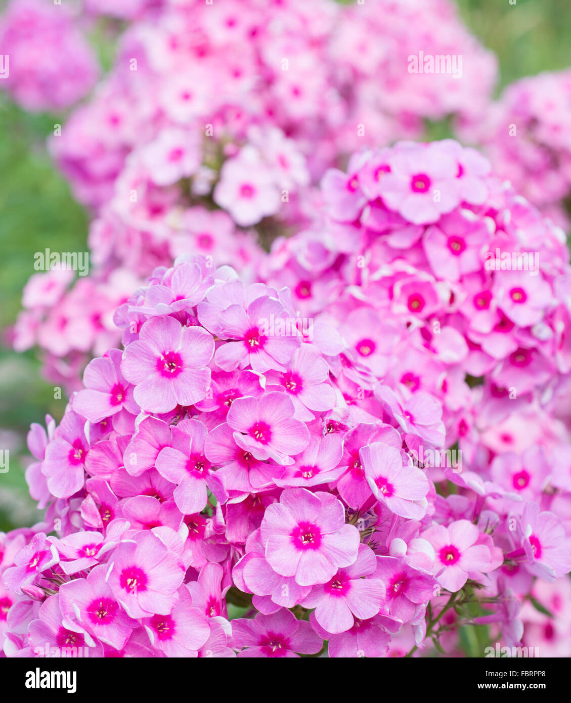 Flowers pink phlox close-up Stock Photo