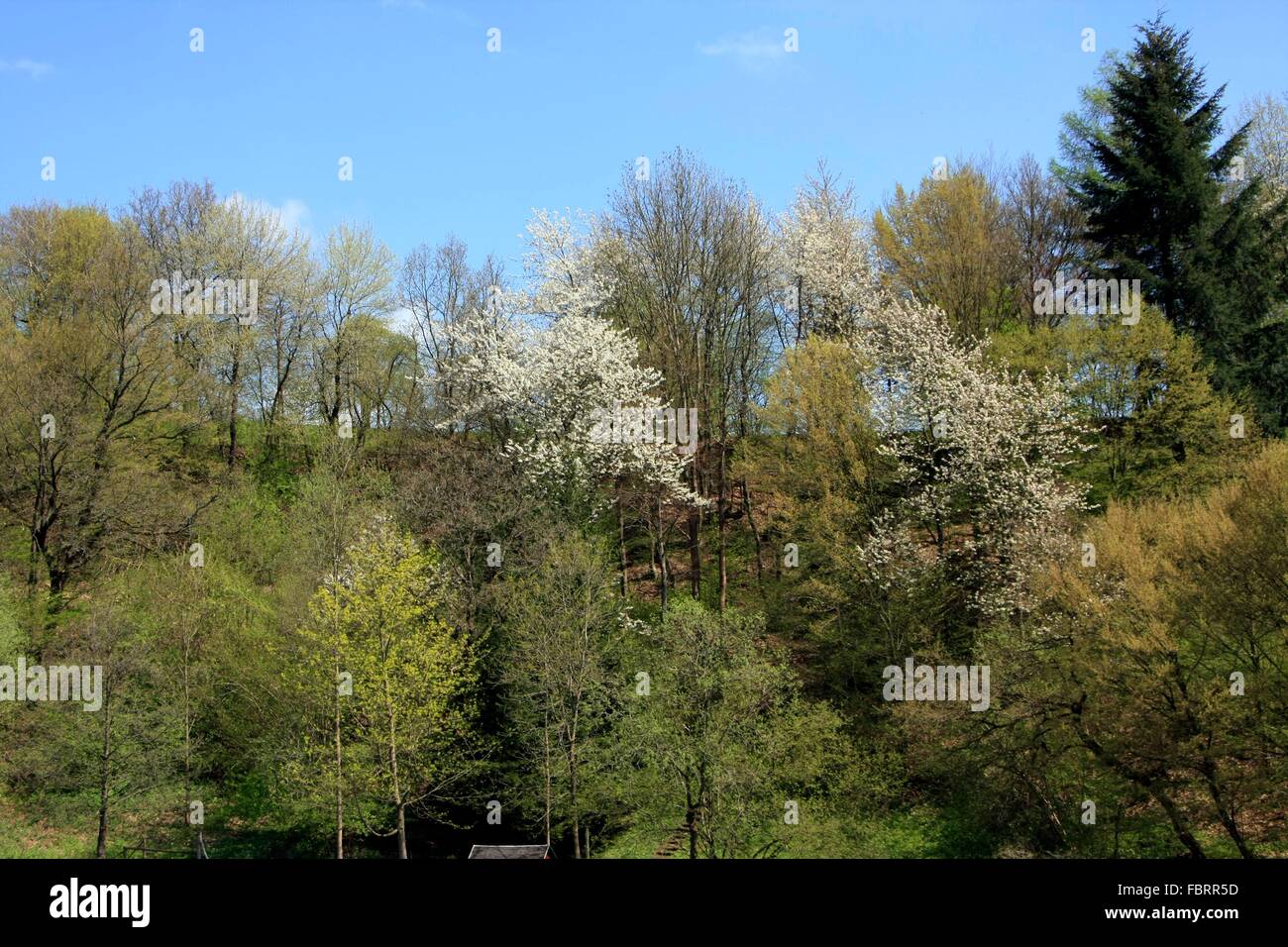 Spring in the mountains. Blossoming bird cherry trees offer the insects first food. The bird cherry (Prunus avium) is a species of the genus Prunus in the rose family (Rosaceae). Stock Photo