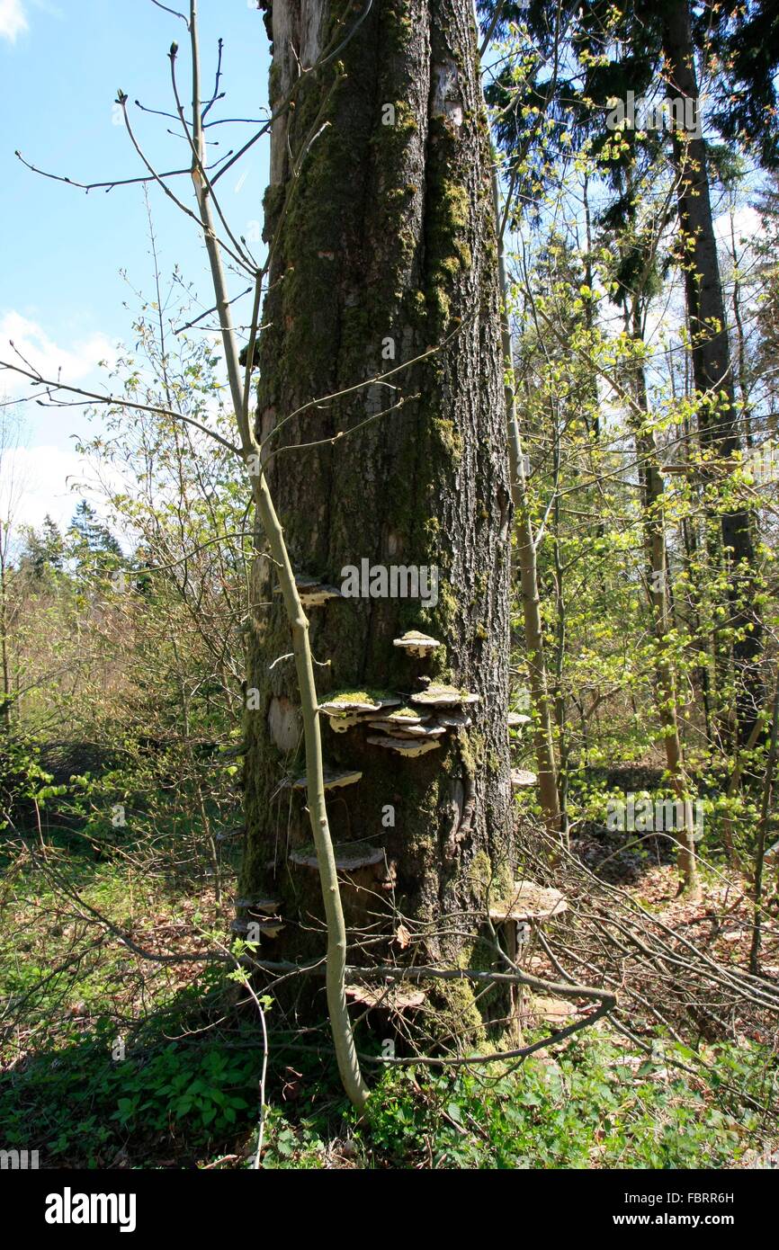 Dying fir tree hires stock photography and images Alamy