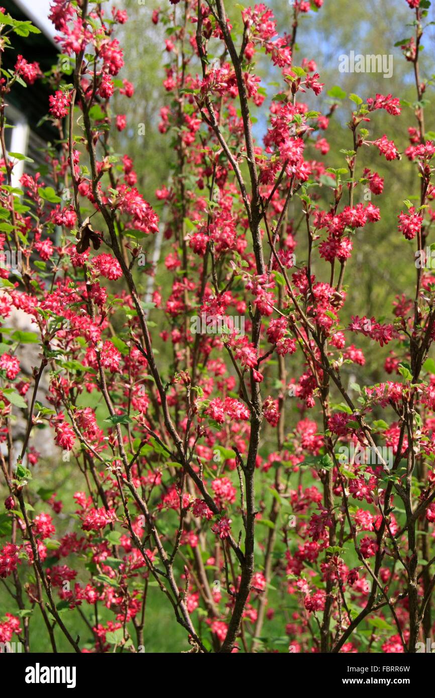 Inflorescence of blood currant. The blood currant (Ribes sanguineum) is a plant of the genus currants (Ribes) in the family of Gooseberry (Grossulariaceae). This shrub comes from North America. Stock Photo