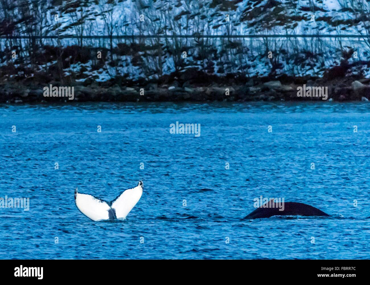diving Humback Whales, january 2016 Stock Photo