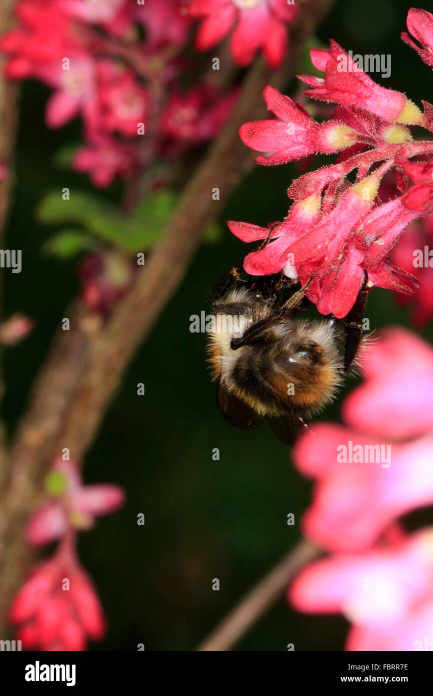 Scientists need your help spotting cute, fuzzy bumblebees in Kansas