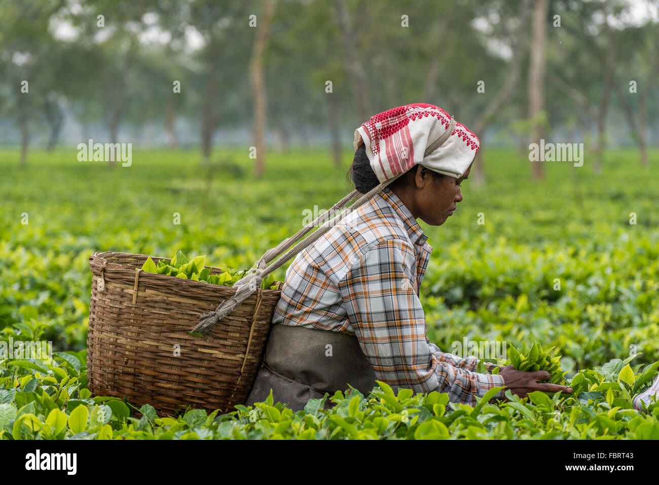 Indian tea picker hires stock photography and images Alamy