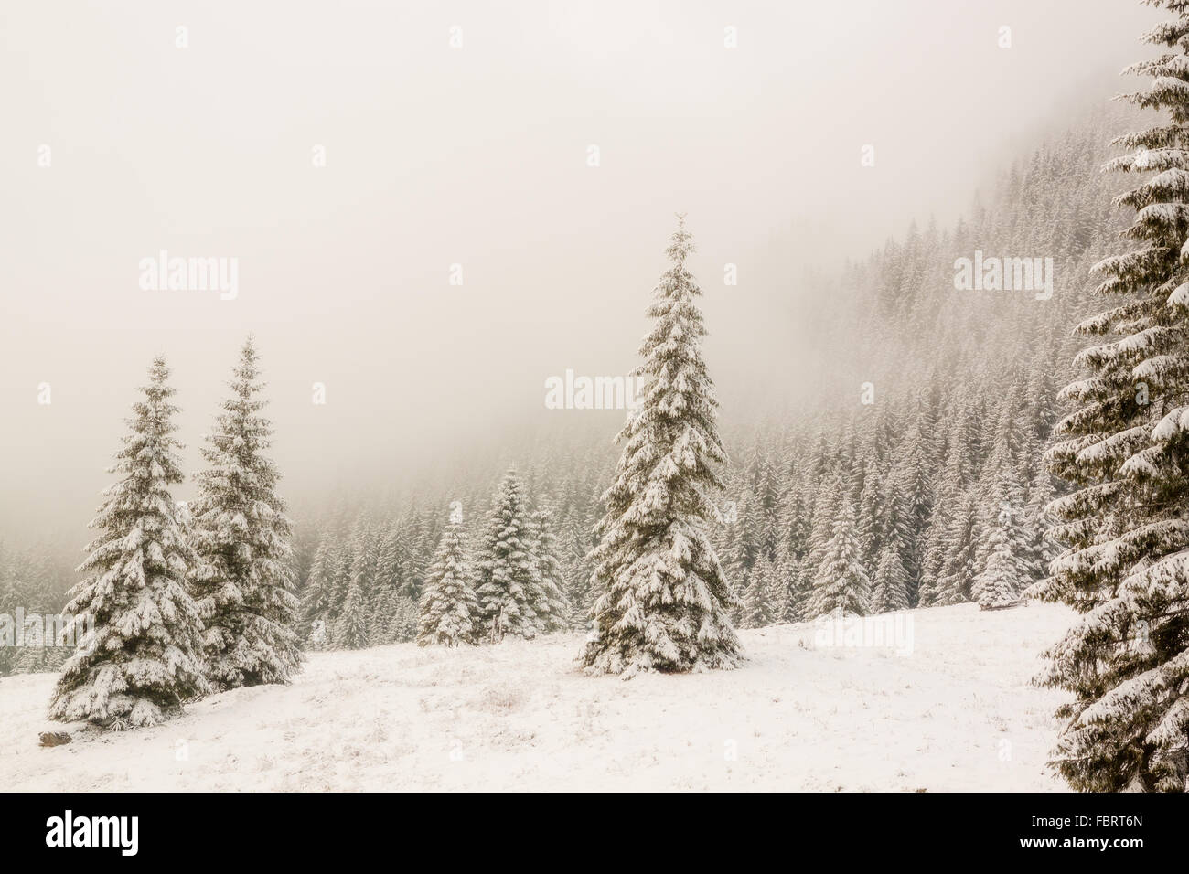 Misty winter day in Tatra National Park, Poland. Stock Photo