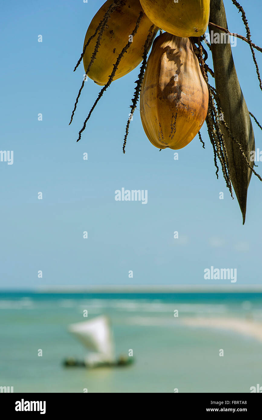 Coconuts hanging from palm at beach Stock Photo Alamy