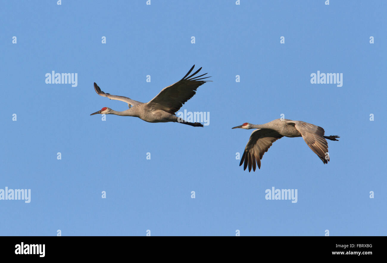 Two sandhill cranes (Grus canadensis) in flight against a clear blue sky (Jasper Pulaski Wildlife Refuge) Stock Photo