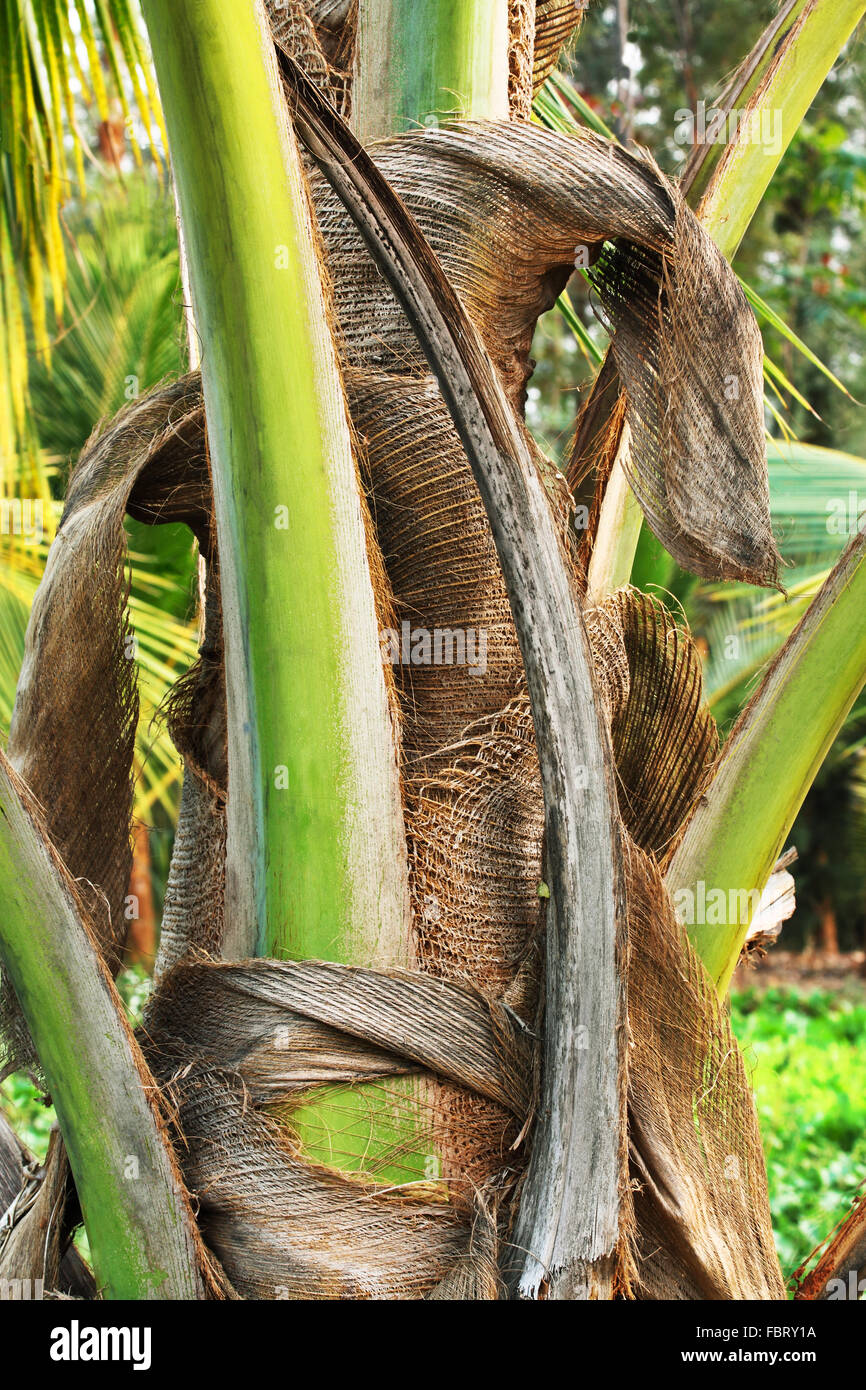 Close-up of palm tree stem. Stock Photo
