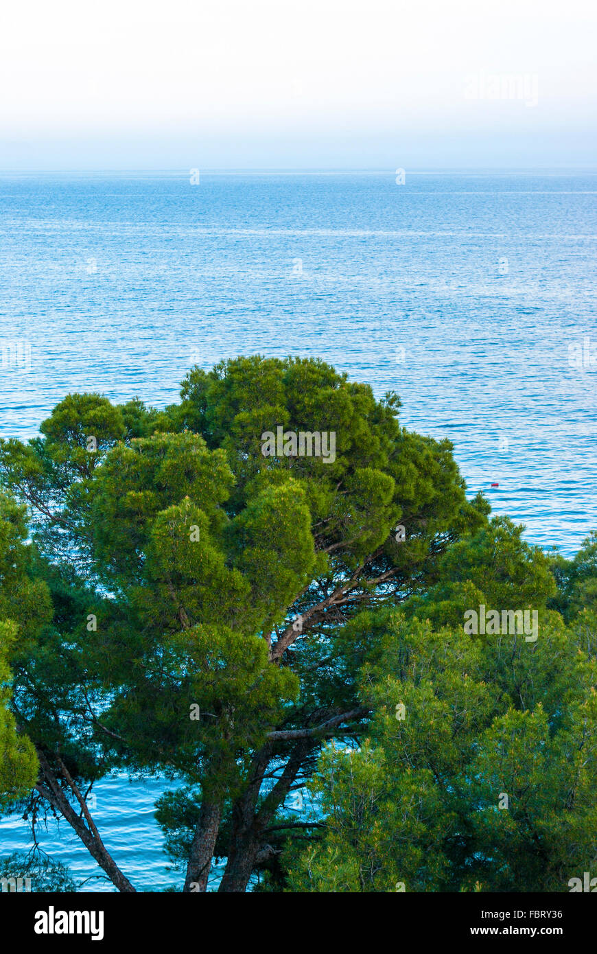 pine and sea - beautiful view on the black sea coast, Crimea Stock Photo