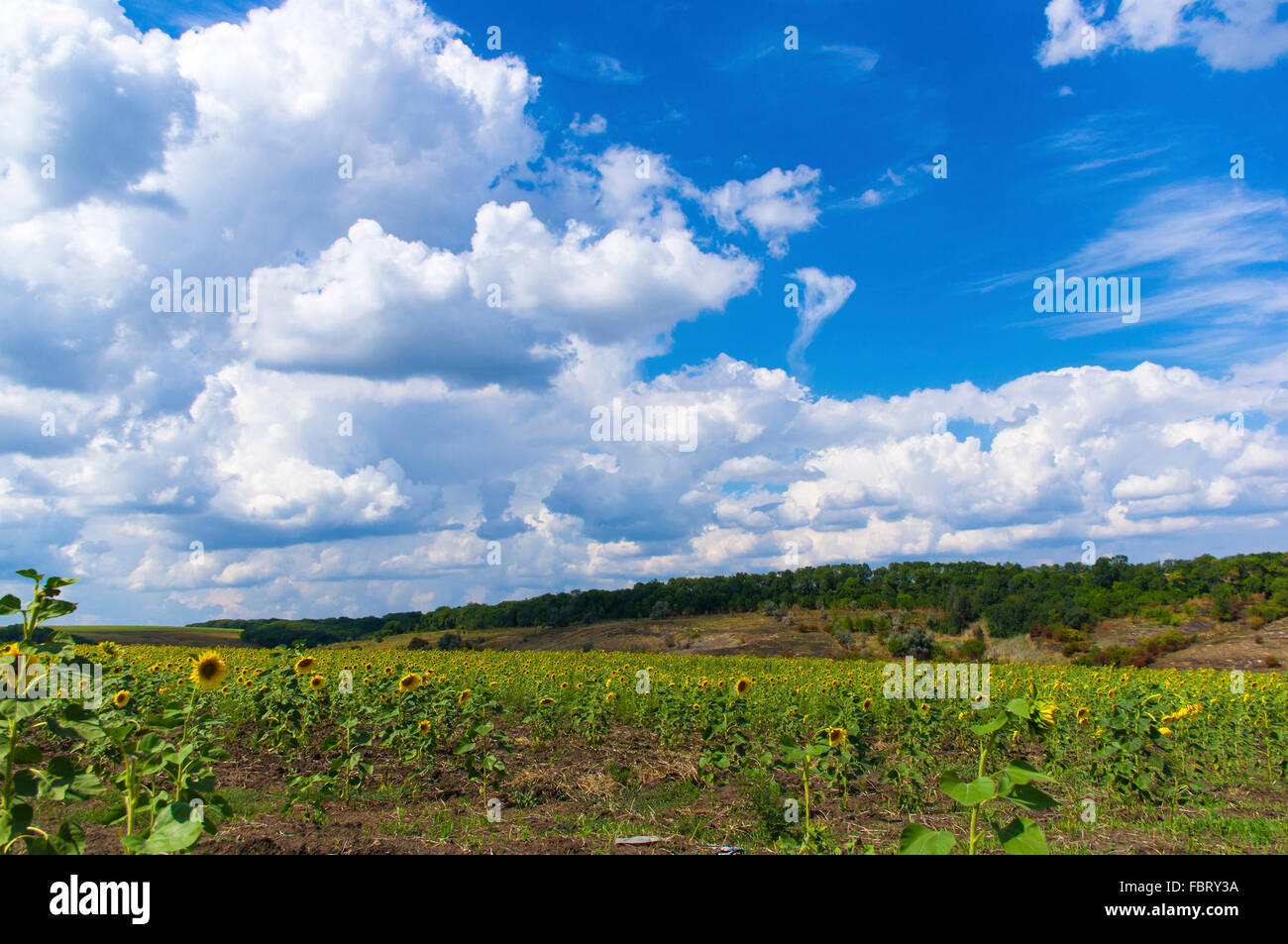 field of blooming sunflowers on blue sky background Stock Photo - Alamy