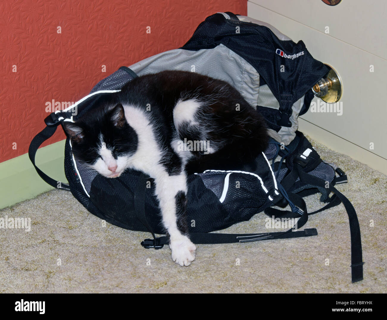 Black and white cat asleep on black and white rucksack. Stock Photo