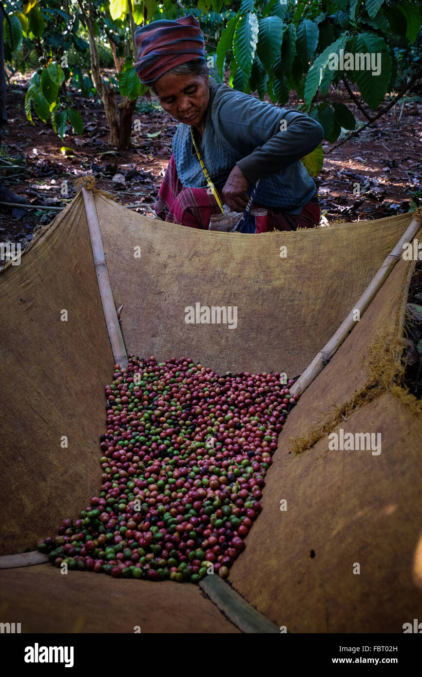 Coffee growing on the Bolaven Plateau in Laos Stock Photo