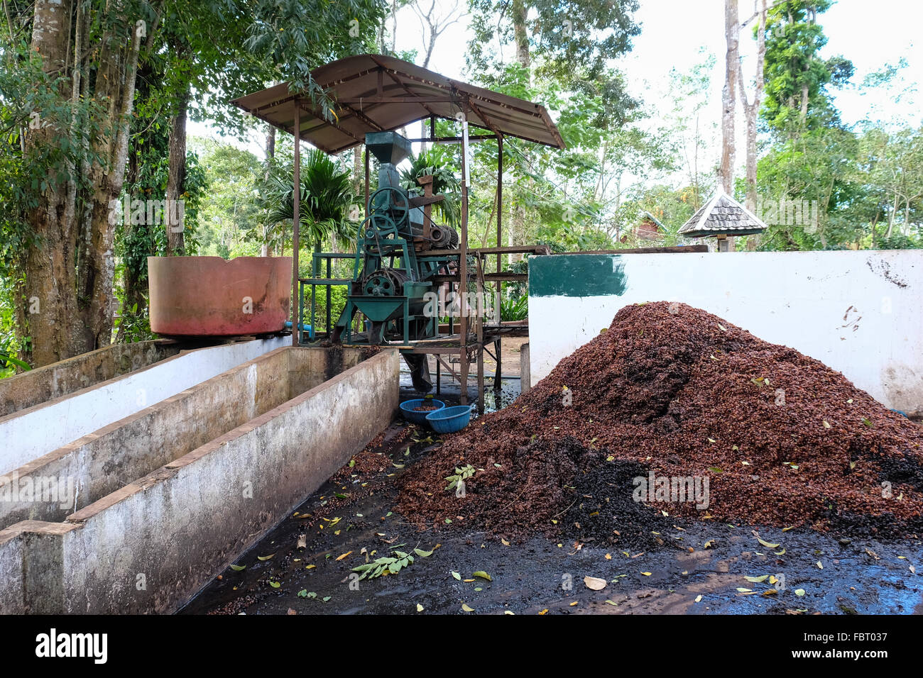 Coffee growing on the Bolaven Plateau in Laos Stock Photo