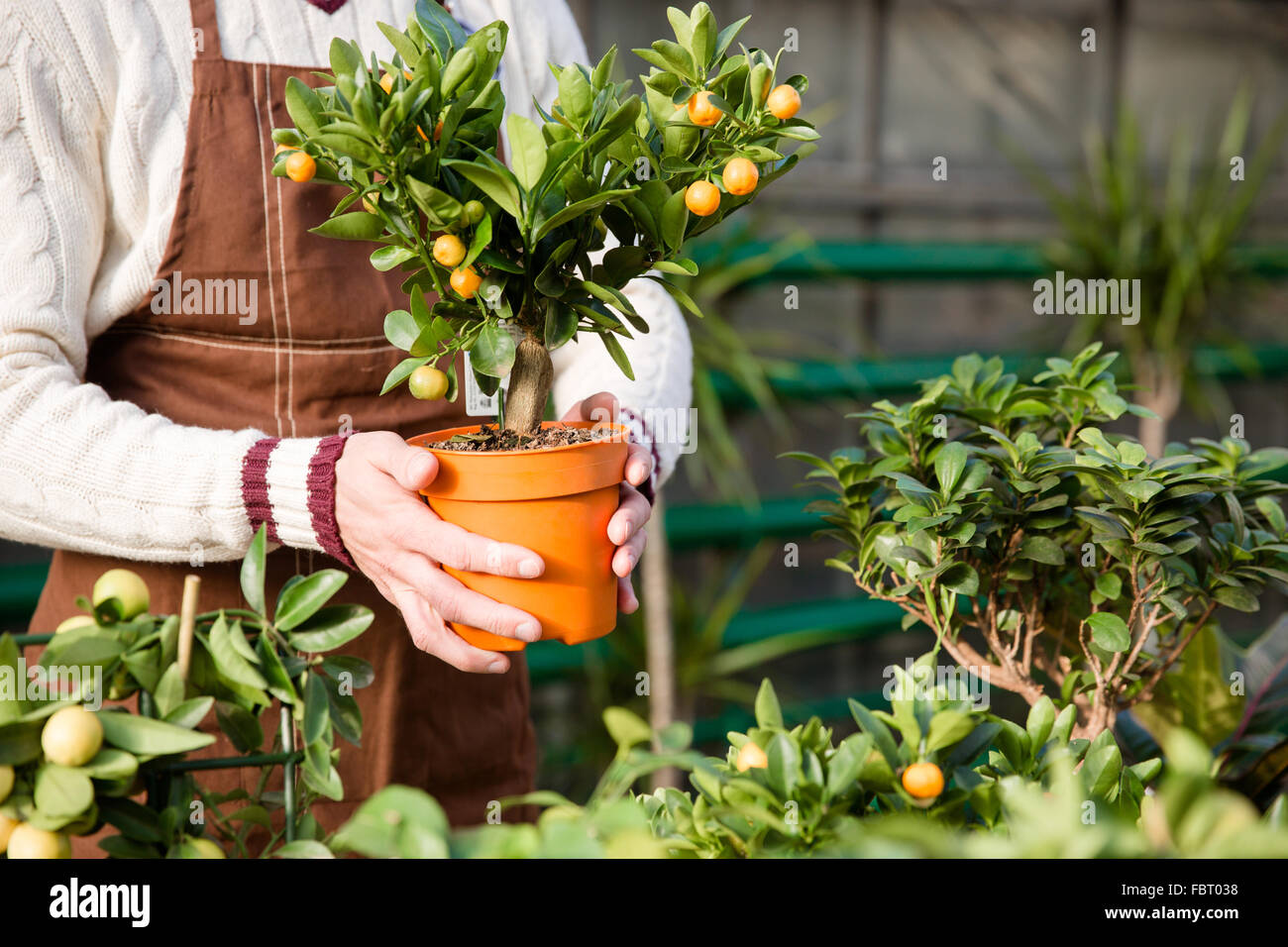Closeup of small tangerine tree in pot holded by hands of male gardener in brown apron Stock