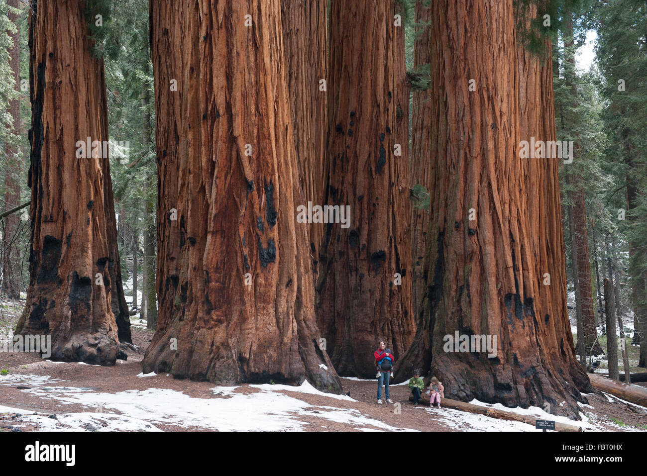 Family standing in front of giant sequoias, Sequoia and Kings Canyon National Parks, California, USA Stock Photo
