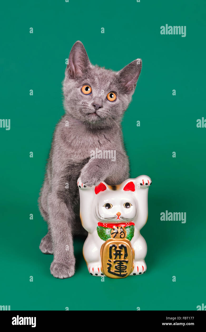 Purebred cat, Russian Blue and Japanese lucky cat Stock Photo