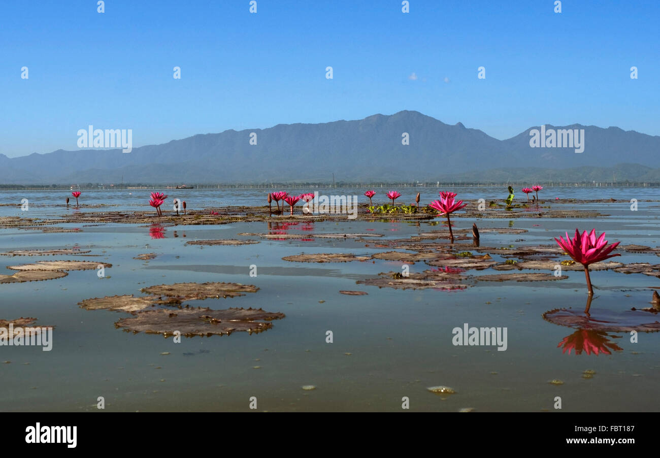 Pink water-lilies (Nymphaea pubescens), Phayao Lake, Phayao Province, Thailand Stock Photo