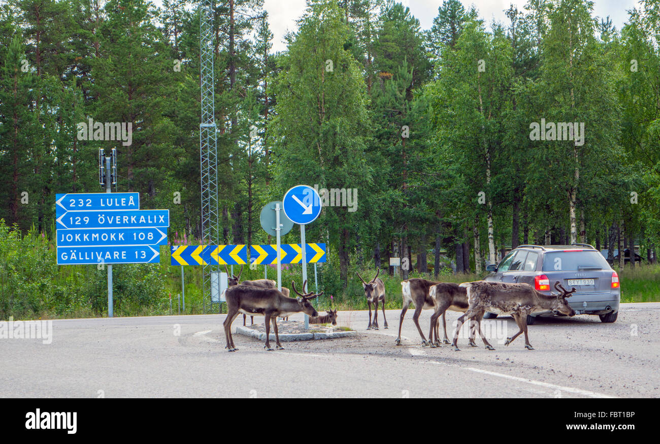 Reindeer at road junction with road signs in Lapland, Northern Sweden Stock Photo