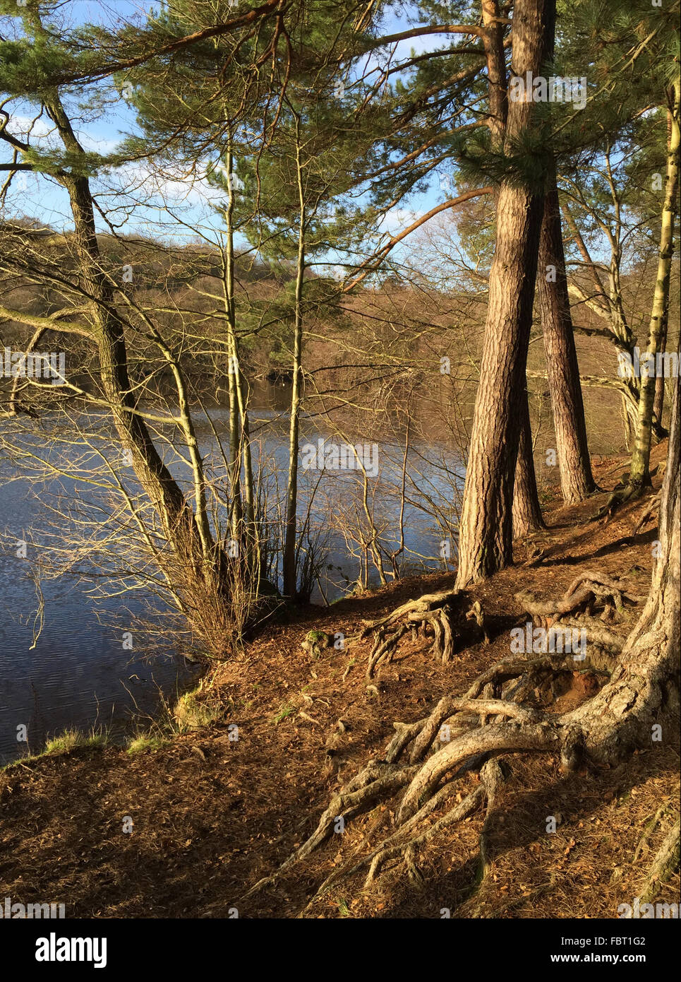 roots "Sutton Park" "Blackroot" "SSSI" uk green water pool lake trees