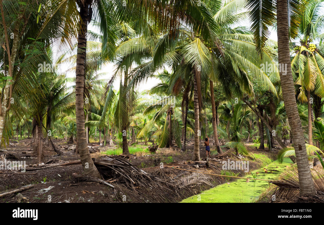 Coconut palm, plantation, Amphawa District, Samut Songkhram Province, Thailand Stock Photo